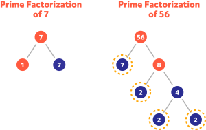 Diagram showing the prime factorization of 7 and 56